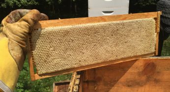 Honey Harvest — It Takes a Village!