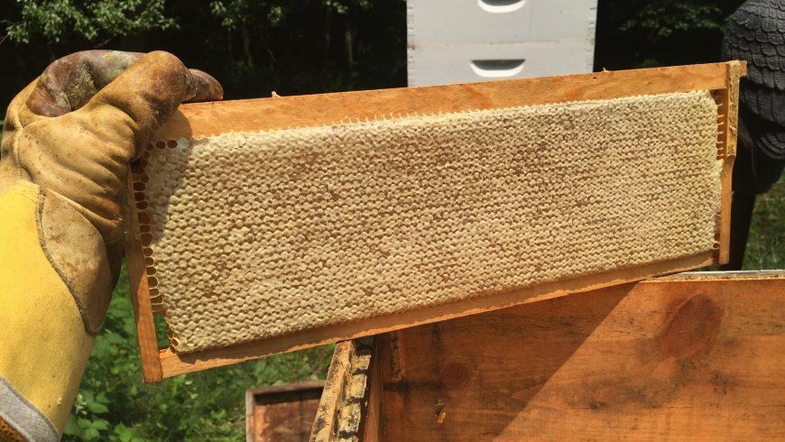 Honey Harvest — It Takes a Village!