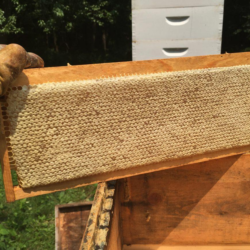 Honey Harvest — It Takes a Village!